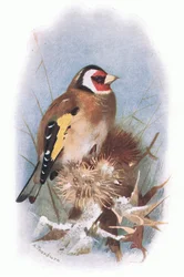 Goldfinch